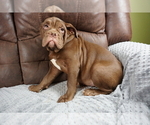 Small Photo #6 Olde English Bulldogge Puppy For Sale in MURRAY, KY, USA