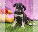 Small #7 Catahoula Leopard Dog