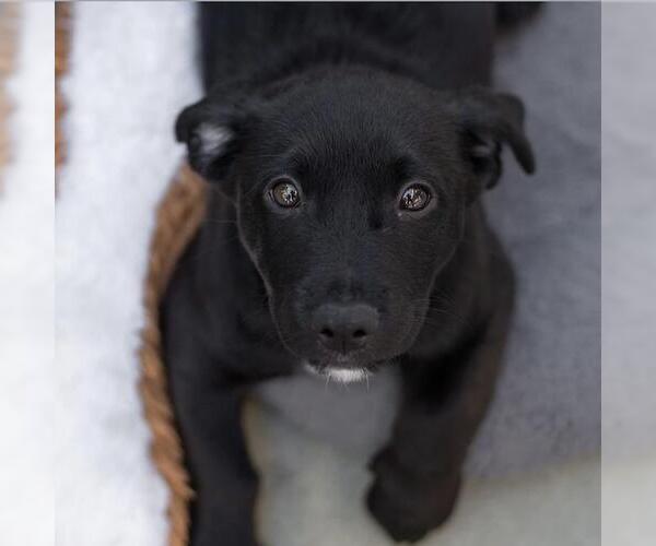 Medium Photo #2 Dachshund-Unknown Mix Puppy For Sale in San Diego, CA, USA