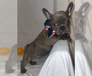 French Bulldog Puppy for sale in ATLANTA, GA, USA