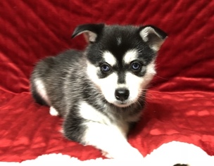 Alaskan Klee Kai Puppy for sale in AUMSVILLE, OR, USA