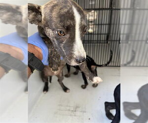 Mutt Dogs for adoption in Houston, TX, USA