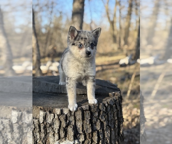 Medium Photo #13 Alaskan Klee Kai-Pomsky Mix Puppy For Sale in STAPLES, MN, USA