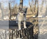 Small #12 Alaskan Klee Kai-Pomsky Mix