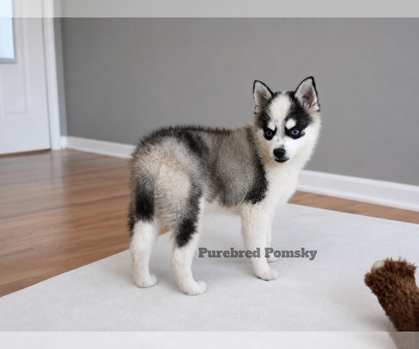 Medium Photo #1 Pomsky Puppy For Sale in KANSAS CITY, MO, USA