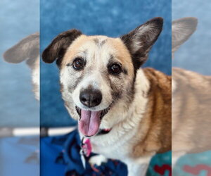 Australian Shepherd-Unknown Mix Dogs for adoption in Fort Collins, CO, USA