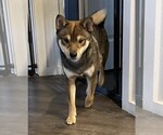 Small Photo #1 Shiba Inu Puppy For Sale in SNOHOMISH, WA, USA