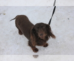 Small Photo #1 Dachshund Puppy For Sale in BRANDON, VT, USA