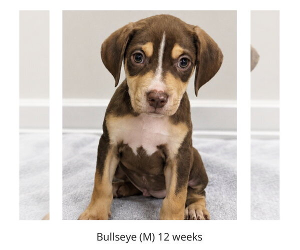 Medium Photo #1 Labrador Retriever-Unknown Mix Puppy For Sale in Oakhurst, NJ, USA