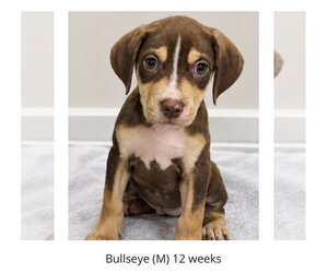 Labrador Retriever-Unknown Mix Dogs for adoption in Oakhurst, NJ, USA