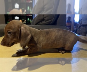 Dachshund Puppy for sale in LAWSON, MO, USA