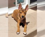 Small #9 Basenji-German Shepherd Dog Mix