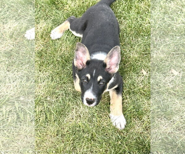 Medium Photo #5 Mutt Puppy For Sale in Sandy, UT, USA