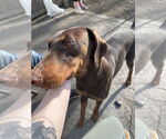 Small #2 Doberman Pinscher