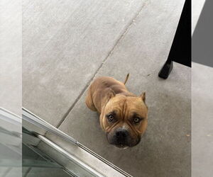 Mooney - Male American Bulldog-Unknown Mix Dog for Adoption - Photo #4