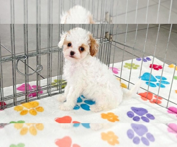 Medium Photo #1 Cavapoo (Miniature)-Poodle (Toy) Mix Puppy For Sale in ORO VALLEY, AZ, USA