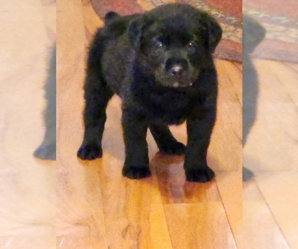 Medium Photo #6 Labrador Retriever Puppy For Sale in HICKORY, NC, USA