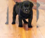 Small Photo #6 Labrador Retriever Puppy For Sale in HICKORY, NC, USA
