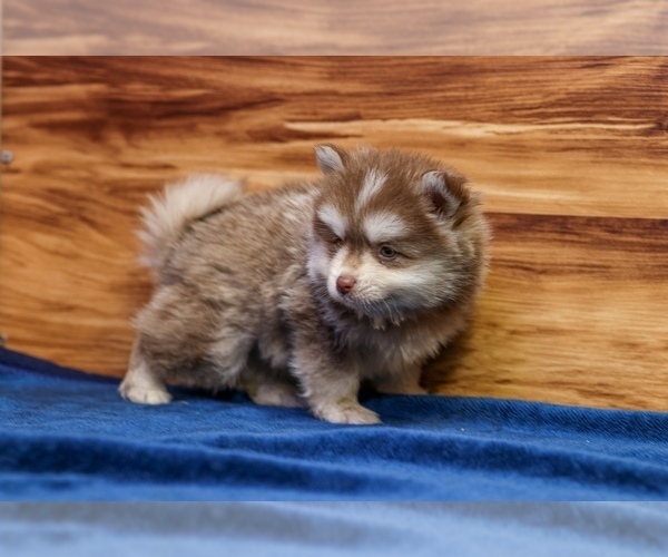 Medium Photo #9 Pomsky Puppy For Sale in DEER GROVE, IL, USA