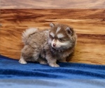 Small #8 Pomsky
