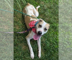 Sheriff Woody - Male American Pit Bull Terrier-Unknown Mix Dog for Adoption - Photo #7