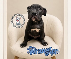 Wrangler - Male Boxer-Unknown Mix Dog for Adoption - Photo #6