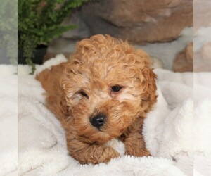 Poodle (Miniature) Puppy for sale in MILLERSTOWN, PA, USA