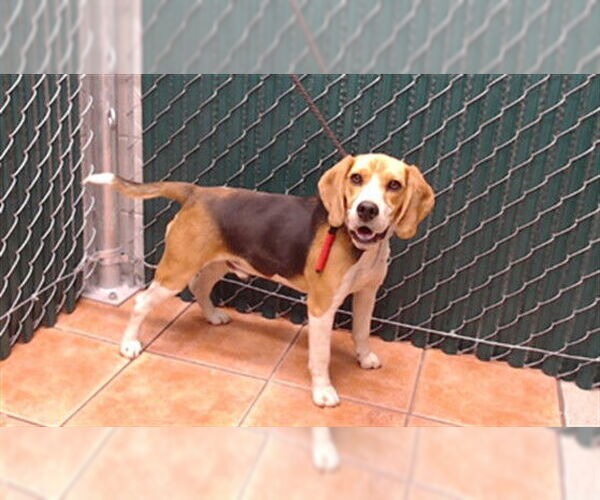 Medium Photo #1 Beagle Puppy For Sale in Downey, CA, USA