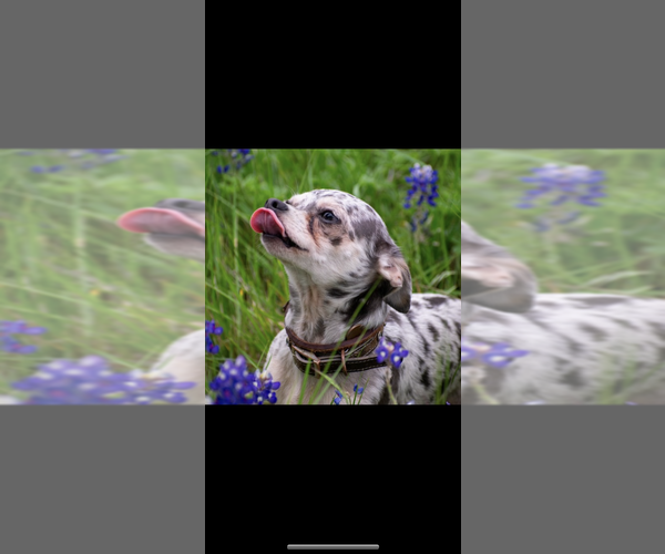 Medium Photo #2 Chihuahua Puppy For Sale in SHERMAN, TX, USA