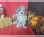 Small #2 Bernedoodle-Poodle (Toy) Mix