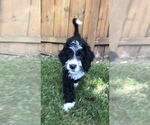 Small Photo #4 Bernedoodle Puppy For Sale in MIAMISBURG, OH, USA
