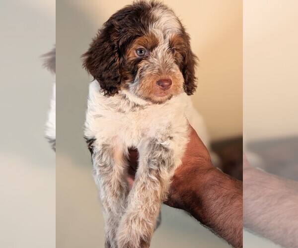 Medium Photo #4 Bernedoodle-Cavapoo (Miniature) Mix Puppy For Sale in SACRAMENTO, CA, USA