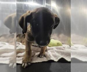 Mutt Dogs for adoption in San Antonio, TX, USA