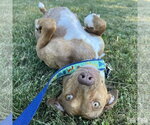 Small #5 Beagle-Retriever  Mix