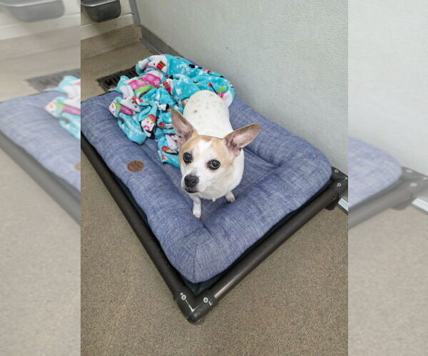 Medium Photo #2 Chihuahua-Unknown Mix Puppy For Sale in Salt Lake City, UT, USA