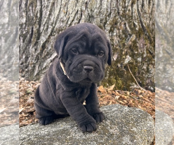 Medium Photo #1 Cocker-Pei Puppy For Sale in MIDDLEBURY, IN, USA