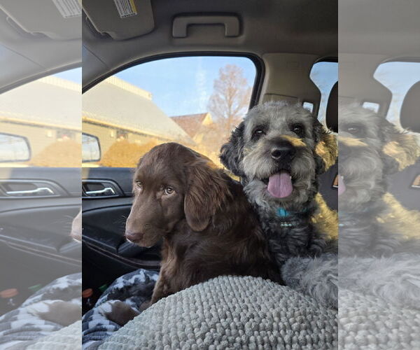 Medium Photo #2 Aussiedoodle Puppy For Sale in Columbus, IN, USA