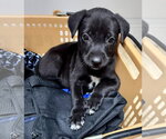 Small #3 Mutt