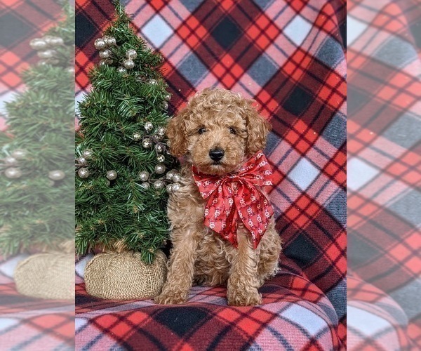Medium Photo #3 Poodle (Miniature) Puppy For Sale in LEOLA, PA, USA