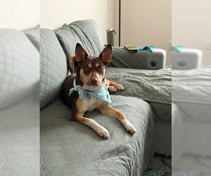 Australian Shepherd-Unknown Mix Dogs for adoption in Mt. Laurel, NJ, USA