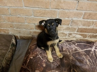 German Shepherd Dog Puppy for sale in MANVEL, TX, USA
