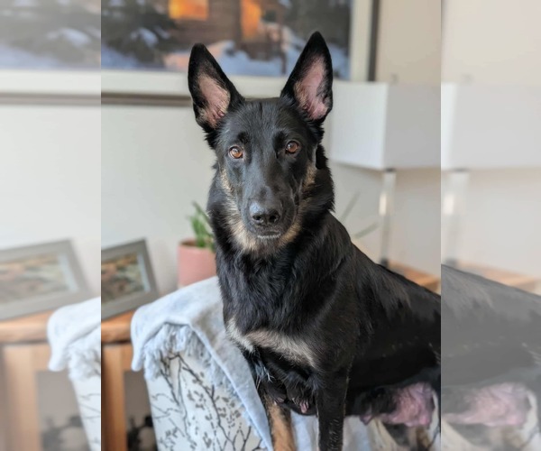 Medium Photo #3 German Shepherd Dog-Unknown Mix Puppy For Sale in Oro Medonte, Ontario, Canada