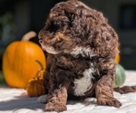 Small #5 Miniature Bernedoodle