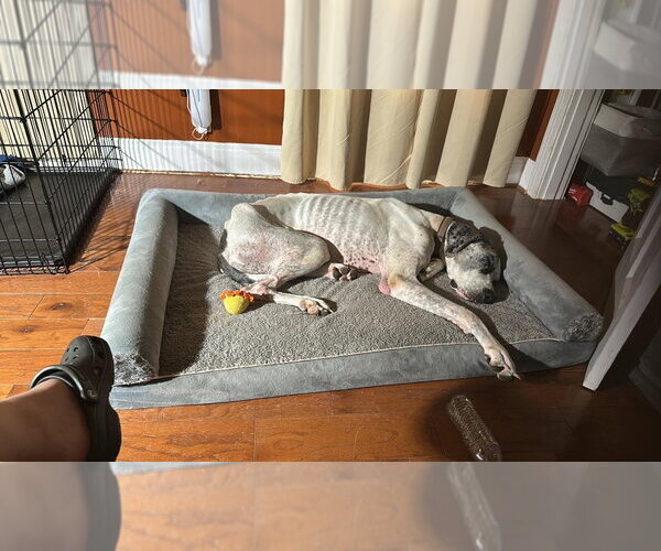 Medium Photo #2 Great Dane Puppy For Sale in Bullard, TX, USA
