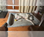 Small #1 Great Dane