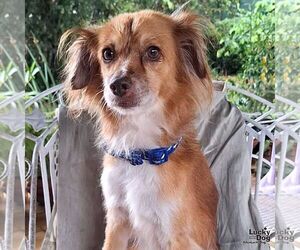 Papillon-Unknown Mix Dogs for adoption in Washington, DC, USA