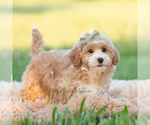 Small #3 Poodle (Miniature)