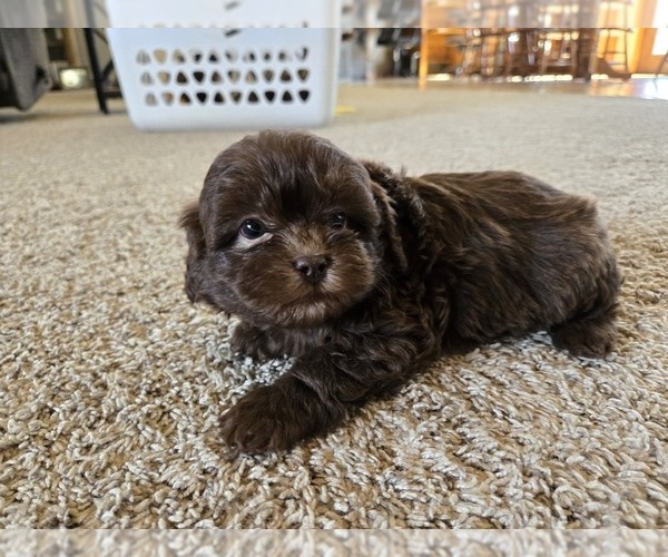 Medium Photo #9 ShihPoo Puppy For Sale in CARLYLE, IL, USA