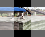 Image preview for Ad Listing. Nickname: MO AKC
