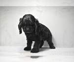 Puppy Brandy Cocker Spaniel